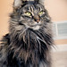 Kitty Bailey Photo 17