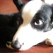 Betty Collie Photo 6