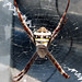 Andrew Cross Photo 34