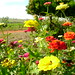 Linda Devers Photo 10