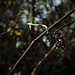 Troy Vines Photo 18