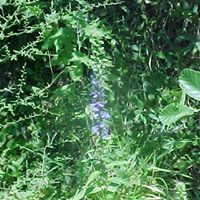 Laura Garman Photo 5