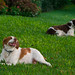 Stanley Archie Photo 6