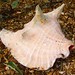 Paul Shell Photo 17
