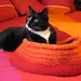 Kitty Sherman Photo 11