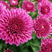 Carol Wells Photo 11