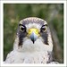 Rachel Falcon Photo 10