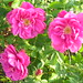 Rose Wise Photo 15