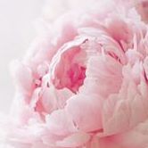 Cynthia Emery Photo 7