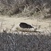 April Seal Photo 14