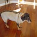 Tasha Brown Photo 35