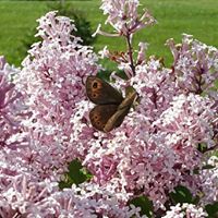 Heather Noble Photo 7