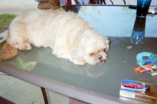 Susan Blankenship Photo 19