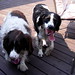 Marlin Springer Photo 10