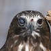 Harlan Howell Photo 6