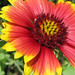 Connie Johnston Photo 18