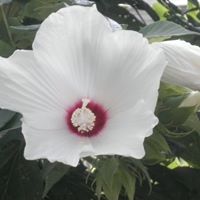Buddy Sharp Photo 8