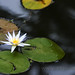 Flor Garcia Photo 5