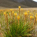 Joseph Laing Photo 12