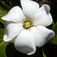 Maria Gudino Photo 18