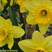 Deborah Willard Photo 15