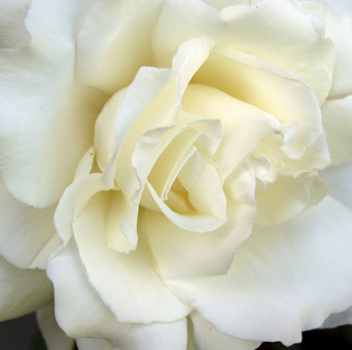 Carol Campbell Photo 22