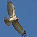 Dan Hawks Photo 7