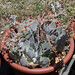 Barbara Huth Photo 11