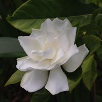 Janet Johns Photo 39