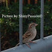 Donald Bird Photo 23