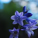 Tammy Bell Photo 36