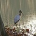 Jenny Stork Photo 9