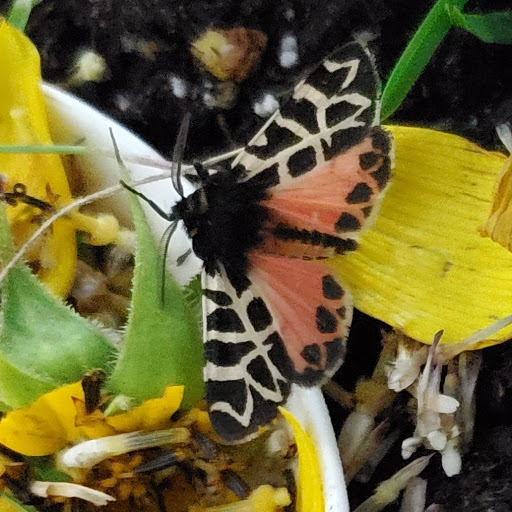 Ann Robins Photo 6