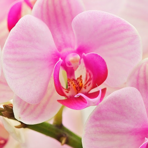 Loan Hoang Photo 29