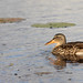 Laura Howes Photo 25