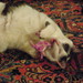 Dot Rowe Photo 10