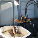Gretchen Wells Photo 15