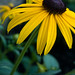 Susan Grow Photo 24