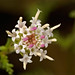 Douglas Whitman Photo 33