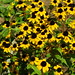 Susan Mccormick Photo 22