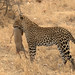 Kenya Hunter Photo 34