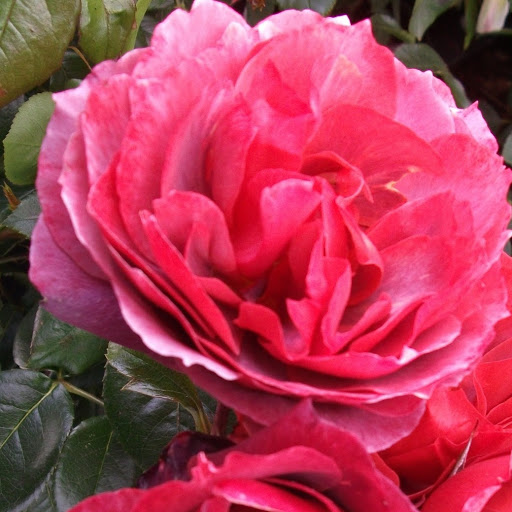 Annette Wise Photo 28