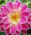 Carol Brady Photo 18