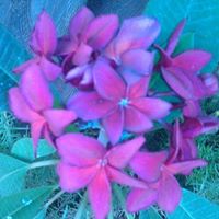 Roberta Ross Photo 15