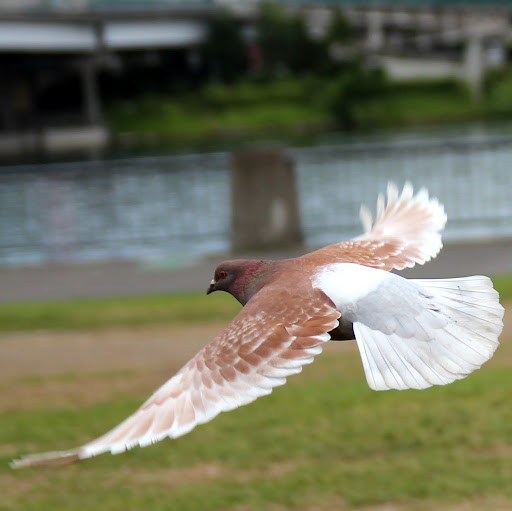 Max Brown Photo 8