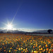 Flora Sun Photo 27
