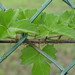 Lisa Vines Photo 40