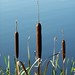 Harold Reed Photo 36