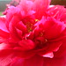 Arleen Flowers Photo 6