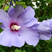 Sharon Blue Photo 9